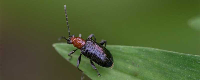 为什么家里有步甲虫 为啥家里有步甲虫